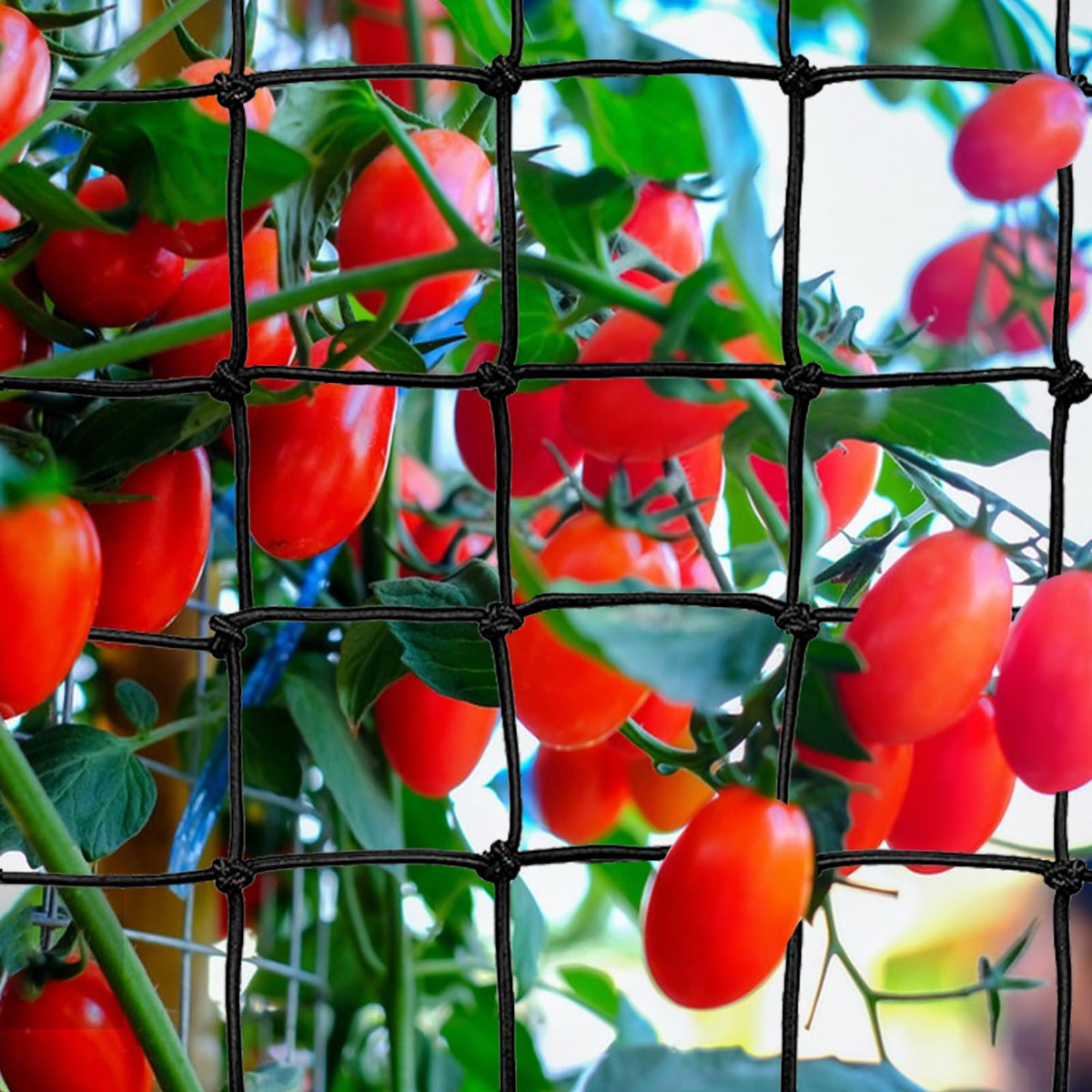 GBACHOOSE grow tent application shows indoor hydroponics versatility.