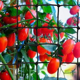 GBACHOOSE grow tent application shows indoor hydroponics versatility.