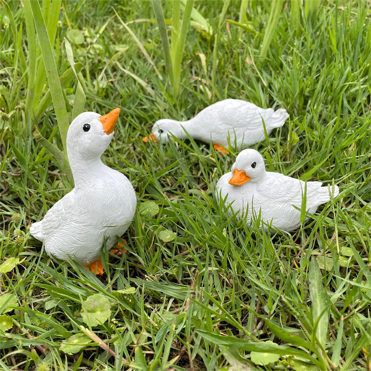 GBHKPLFO display gift-ready ducks suit birthdays or holidays