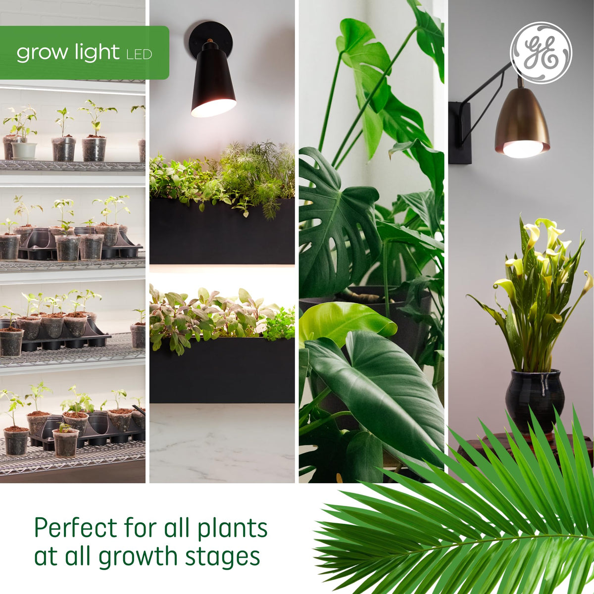 GE Grow PAR38 flood light ideal for indoor herbs and fruit trees
