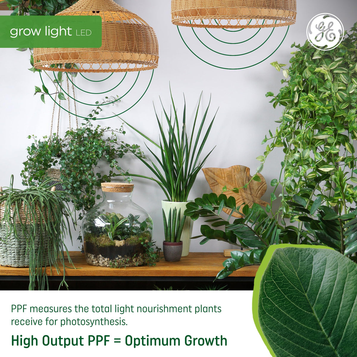 GE Grow PAR38 flood light delivers 50 PPF for efficient plant growth