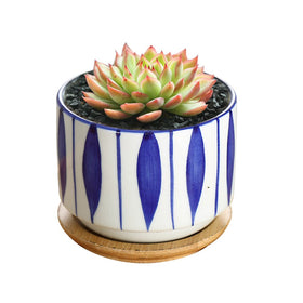 GeLive indoor outdoor planter set ideal for small plants