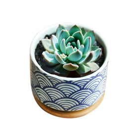 GeLive pack of 2 planters for coordinated decor