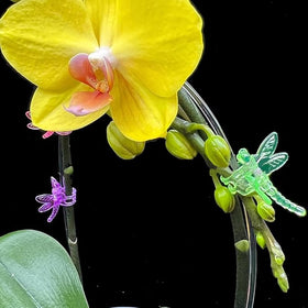 GELXGRIT dragonfly orchid clip blue offering durable plant support.