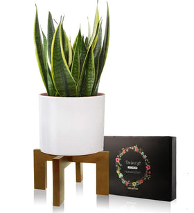 Gendral Forwepup mid-century modern plant stand enhances indoor display.