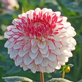 Generic 100 seed packet offers diverse options for garden displays