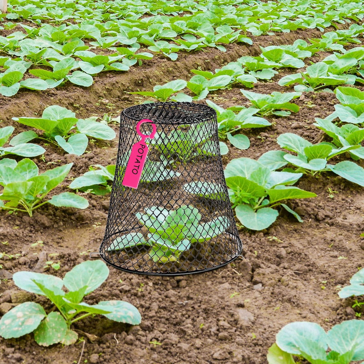 Generic 11-inch cloche offers roomy space for transplants and seedlings.