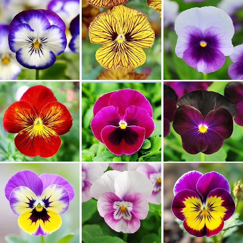 Generic 1100+ mixed pansy seeds bloom colorfully in garden beds.