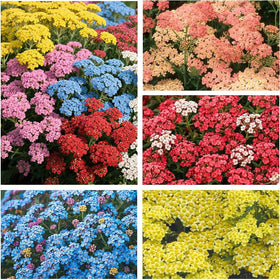 Generic 1100+ Perennial Mix Yarrow seeds ready for planting in garden beds.