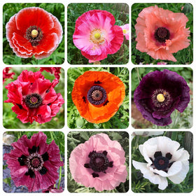 Generic 11000+ seeds poppy mix seed pack ready for outdoor planting