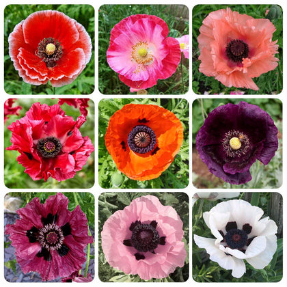 Generic 11000+ seeds poppy mix seed pack ready for outdoor planting