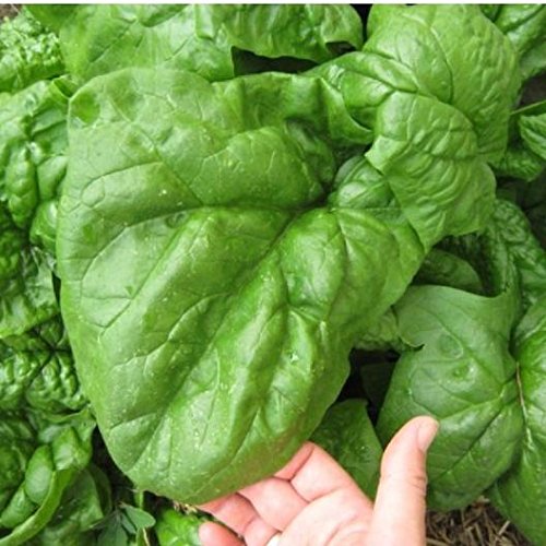 Generic Giant Noble Spinach leaves—large and lush, perfect for quick harvests.