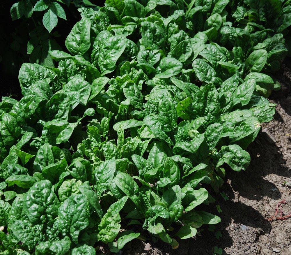 Generic 1200 Giant Noble Spinach germination close-up, showcasing seed quality for reliable sprouting.