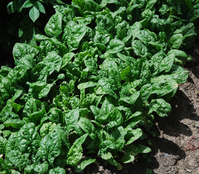 Generic 1200 Giant Noble Spinach germination close-up, showcasing seed quality for reliable sprouting.