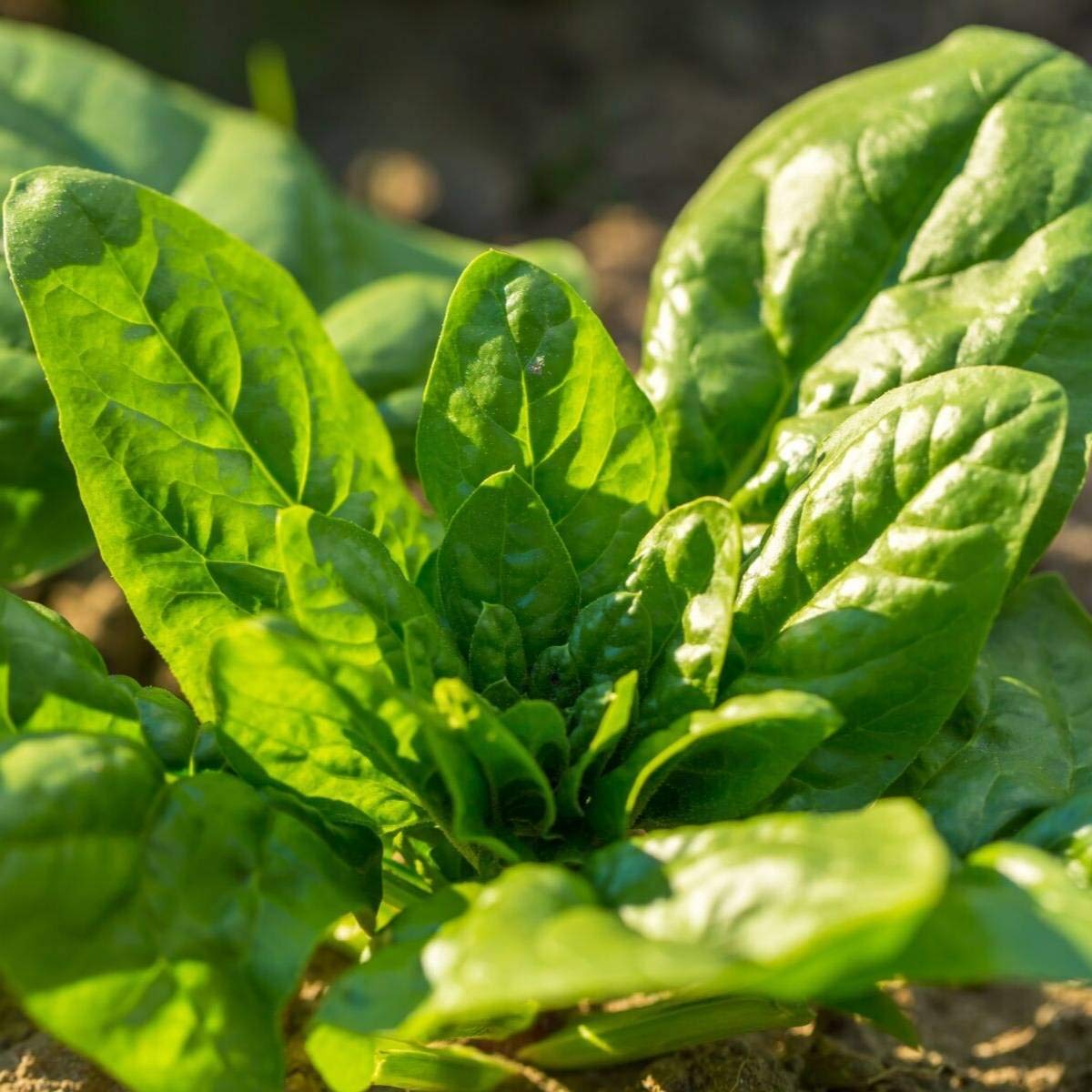 Generic 1200 Giant Noble Spinach seeds pack, front view, ideal for home garden harvests.