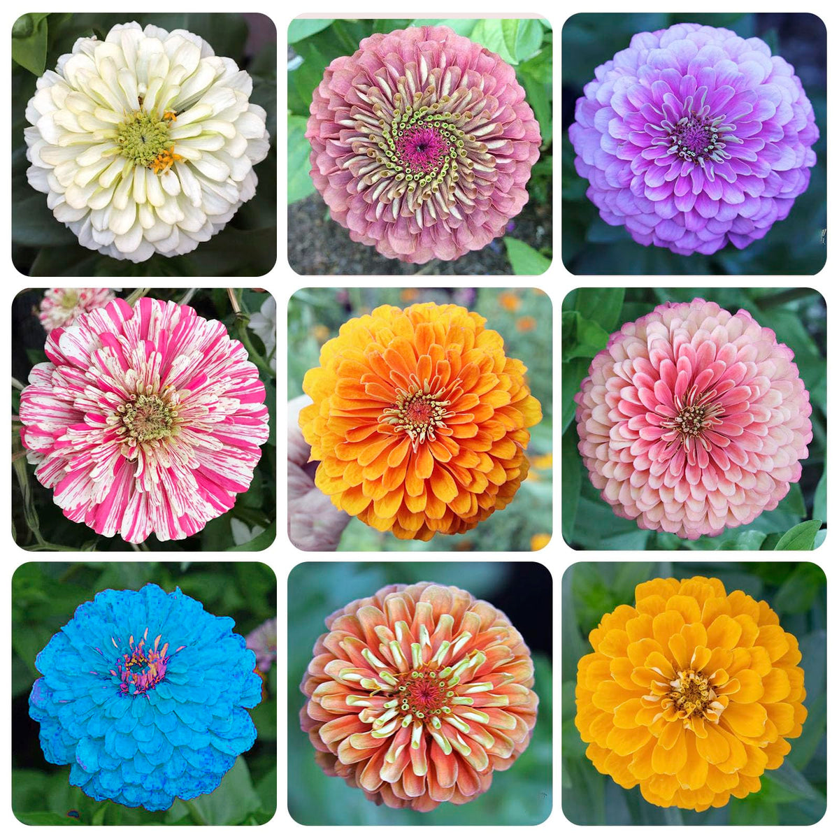 Generic 1200 mixed zinnia dahlia seeds seed pack showing bold colors for vibrant borders