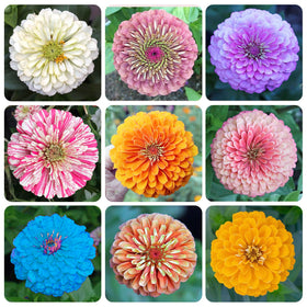 Generic 1200 mixed zinnia dahlia seeds seed pack showing bold colors for vibrant borders
