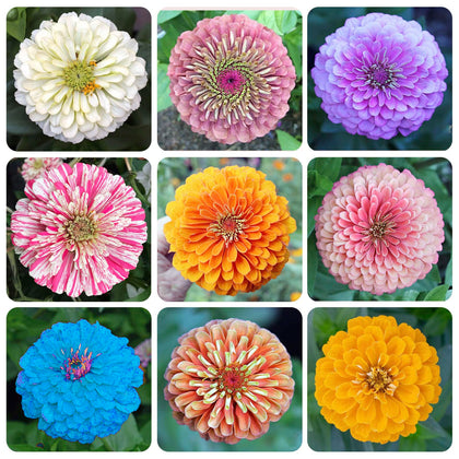 Generic 1200 mixed zinnia dahlia seeds seed pack showing bold colors for vibrant borders