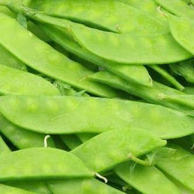 generic 160 sugar grey dwarf snow pea seeds in a packet ready for sowing.