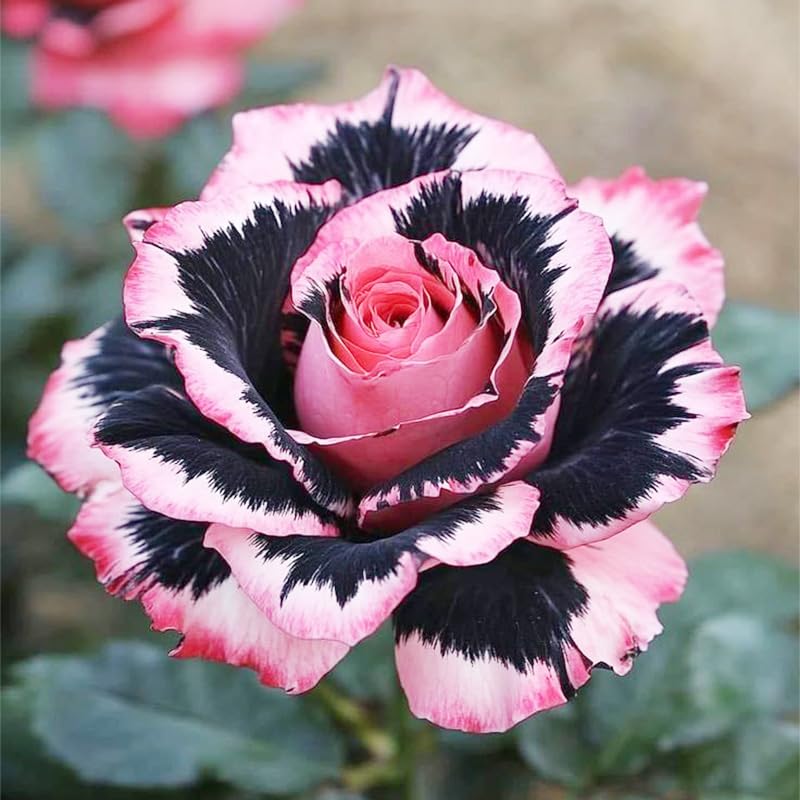 Generic 165+ exotic perennial roses offer garden appeal