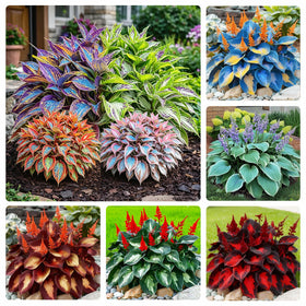 Generic 170+ mix hosta seeds for planting in shade gardens