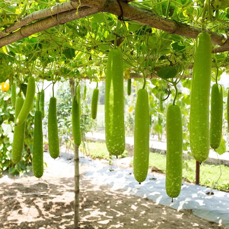 Generic 19Pcs Long Bottle Gourd Seeds packet for easy spring planting and trellis-friendly vines.