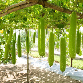 Generic 19Pcs Long Bottle Gourd Seeds packet for easy spring planting and trellis-friendly vines.