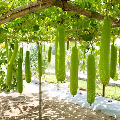 Generic 19Pcs Long Bottle Gourd Seeds packet for easy spring planting and trellis-friendly vines.