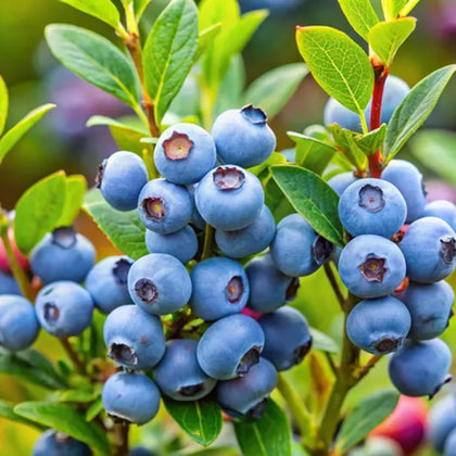 Generic 200 blueberry seeds packaging; ideal starter kit for home gardens.
