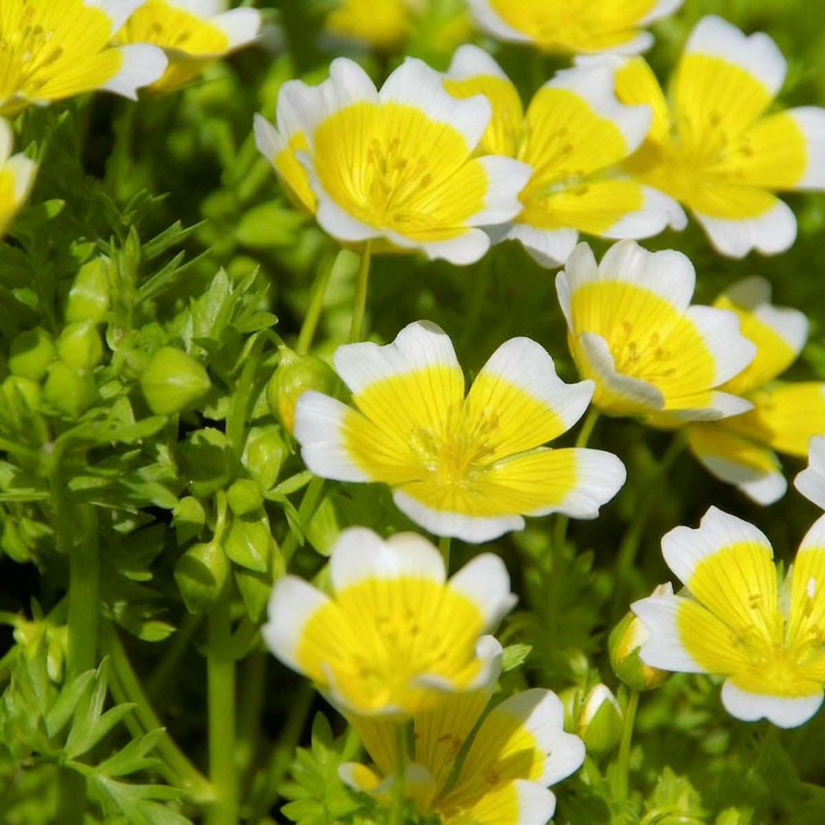 Generic poached egg flower seeds for bulk planting to create a carpet of color.