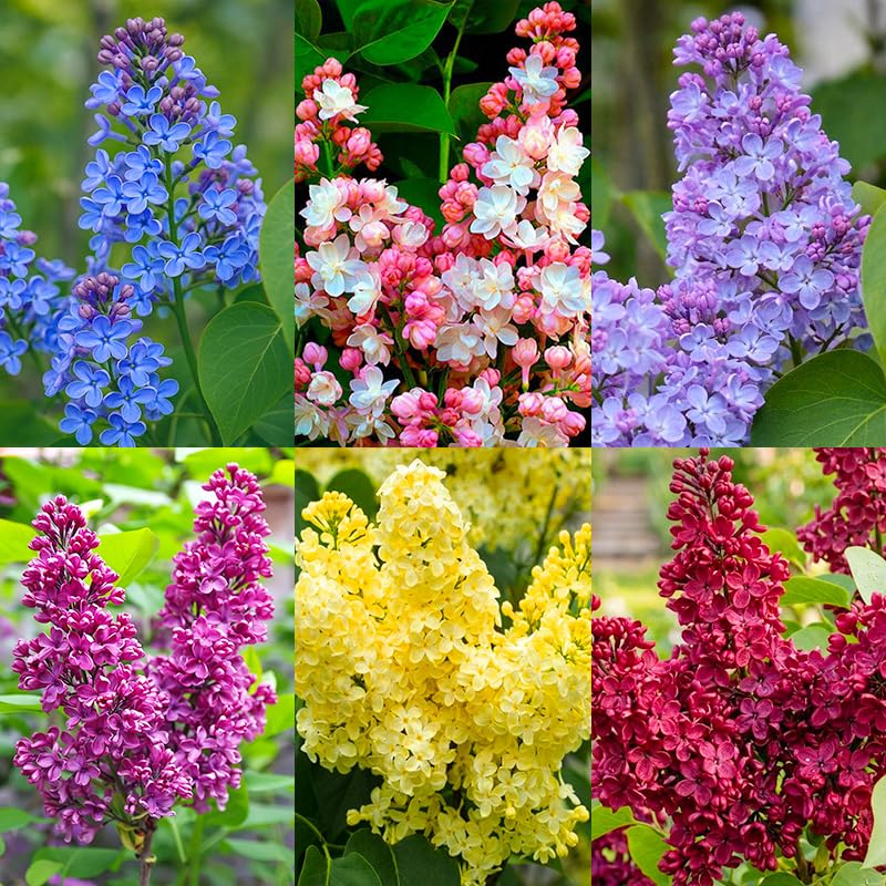 Generic 210+ Mix Lilac Seeds packet for vibrant borders and fragrant spring color.