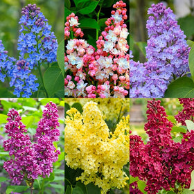 Generic 210+ Mix Lilac Seeds packet for vibrant borders and fragrant spring color.