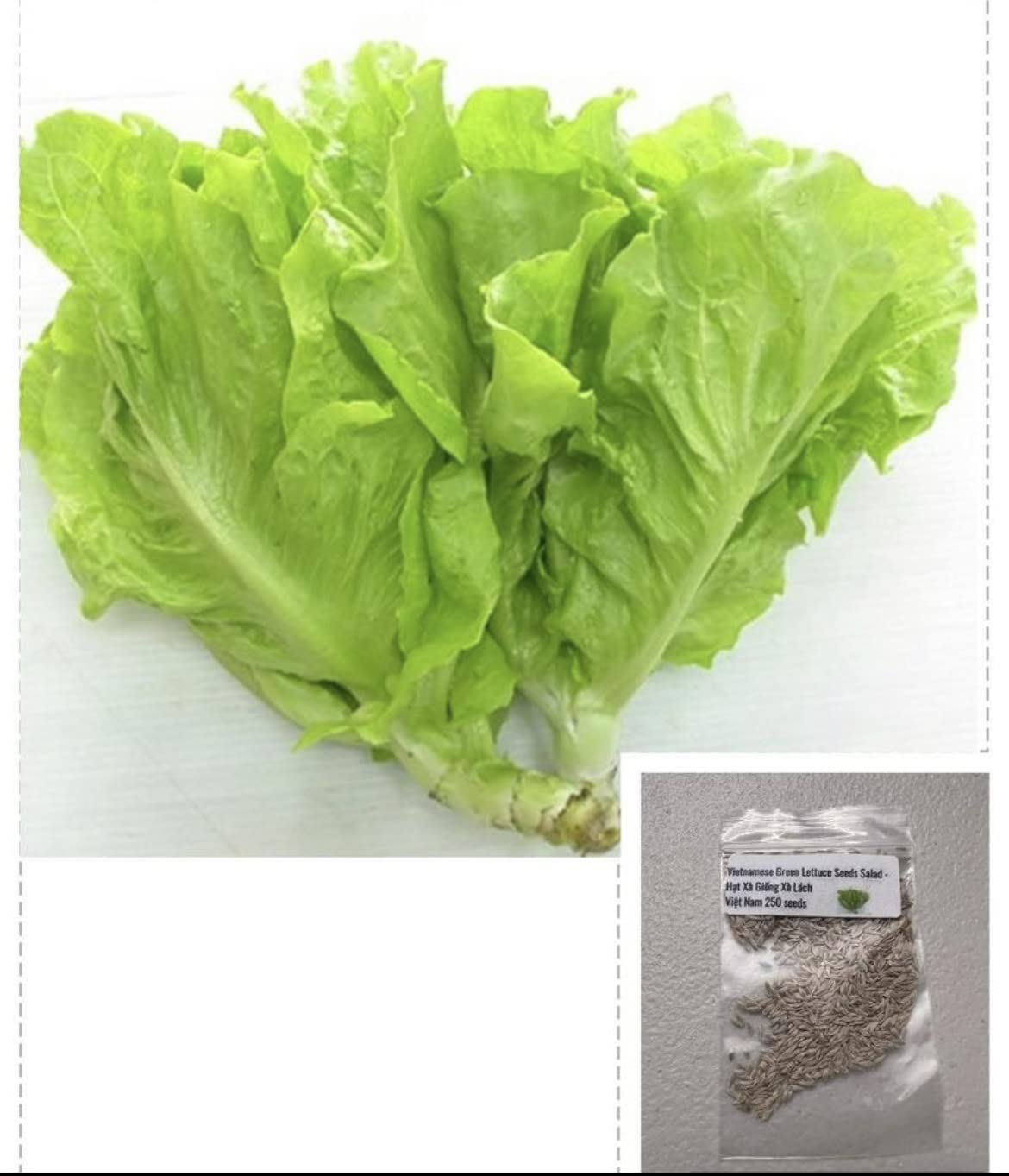 Generic 250-seeds bag lettuce seeds for fast-growing, mild-flavor greens for home gardens
