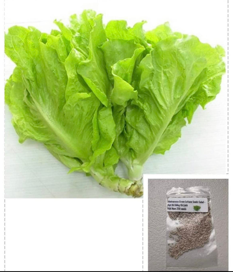 Generic 250-seeds bag lettuce seeds for fast-growing, mild-flavor greens for home gardens