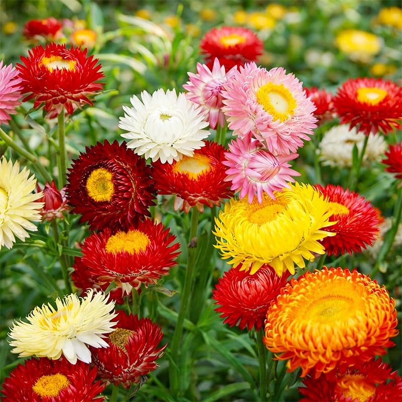 Generic strawflower blooms in a sunlit border, adding long-lasting color to the garden.