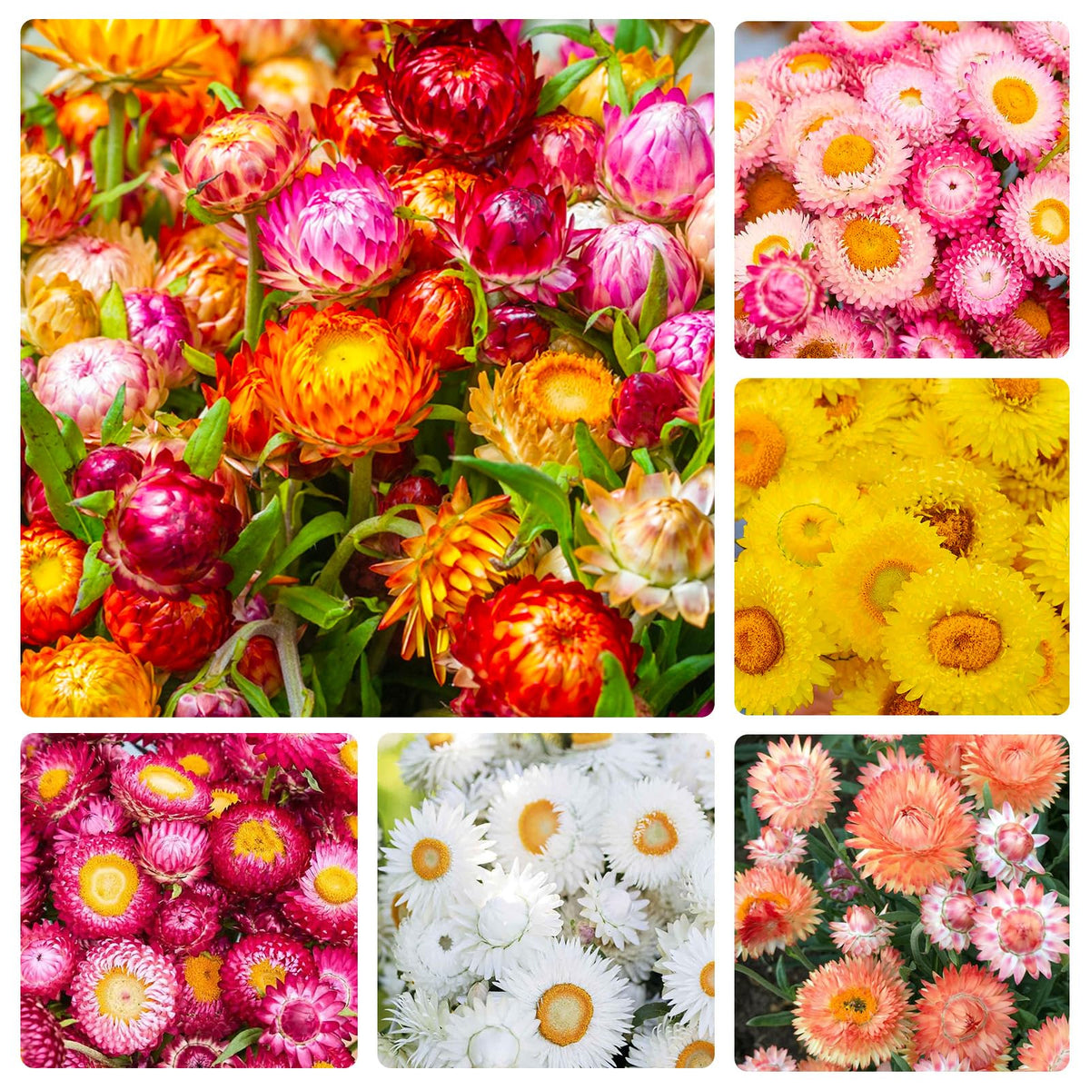 Generic 2550+ perennial strawflower seeds produce vibrant blooms ideal for dried bouquets.