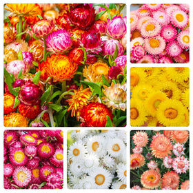 Generic 2550+ perennial strawflower seeds produce vibrant blooms ideal for dried bouquets.