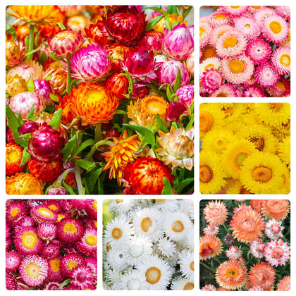 Generic 2550+ perennial strawflower seeds produce vibrant blooms ideal for dried bouquets.