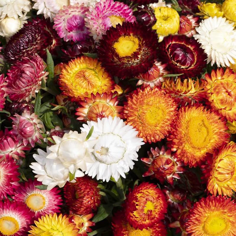 Generic strawflower seeds thriving in a sunny container garden for compact beauty.