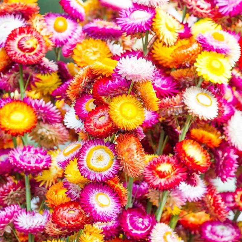 Pollinators visit Generic strawflower plants, boosting garden biodiversity in a flower bed.