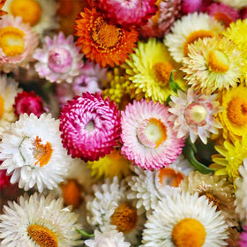 Dried Generic strawflowers on stems ready for wreaths and crafts.