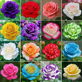 Generic rose seeds 265-plus pack seed-pack-shot for vibrant garden borders