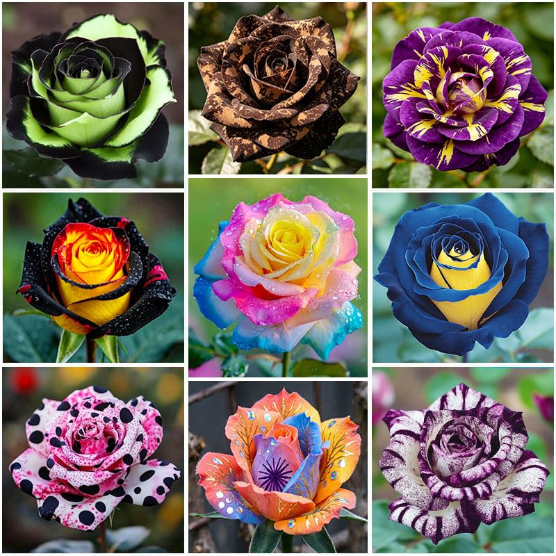 Generic 285-plus Mixed Double Rose Seeds Pack for vibrant color in borders and containers.