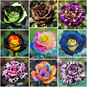 Generic 285-plus Mixed Double Rose Seeds Pack for vibrant color in borders and containers.