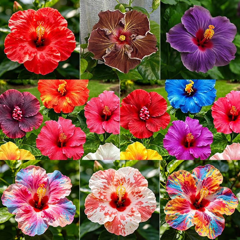 Generic 30+ Rare Hibiscus Seeds Pack ready to start a vibrant garden.