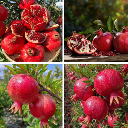 Generic 30 pomegranate seeds close-up packaging for planting in home gardens