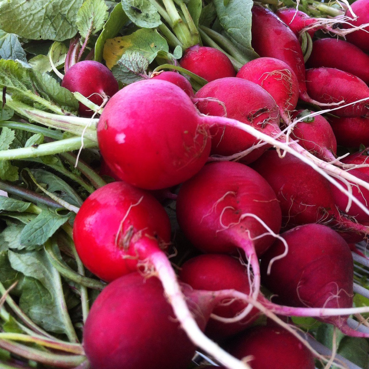 Generic Champion Radish Seeds garden view, globe roots ready for salads and garnishes.
