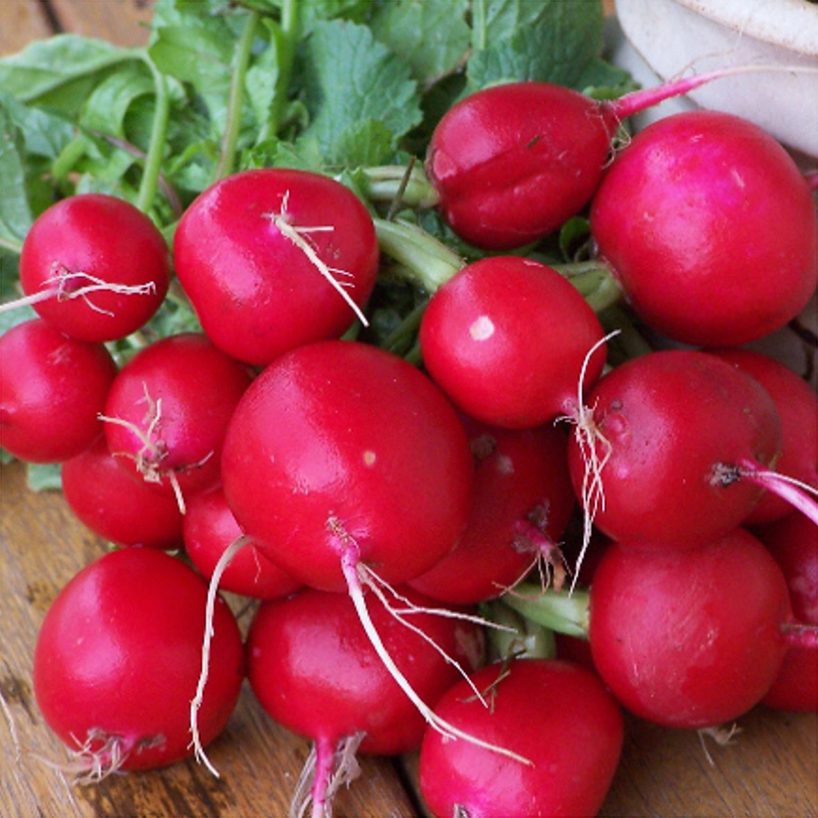 Generic Champion Radish Seeds seed bag for bulk gardening, vibrant color and fresh flavor.