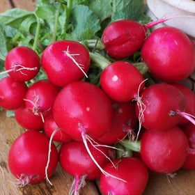 Generic Champion Radish Seeds seed bag for bulk gardening, vibrant color and fresh flavor.