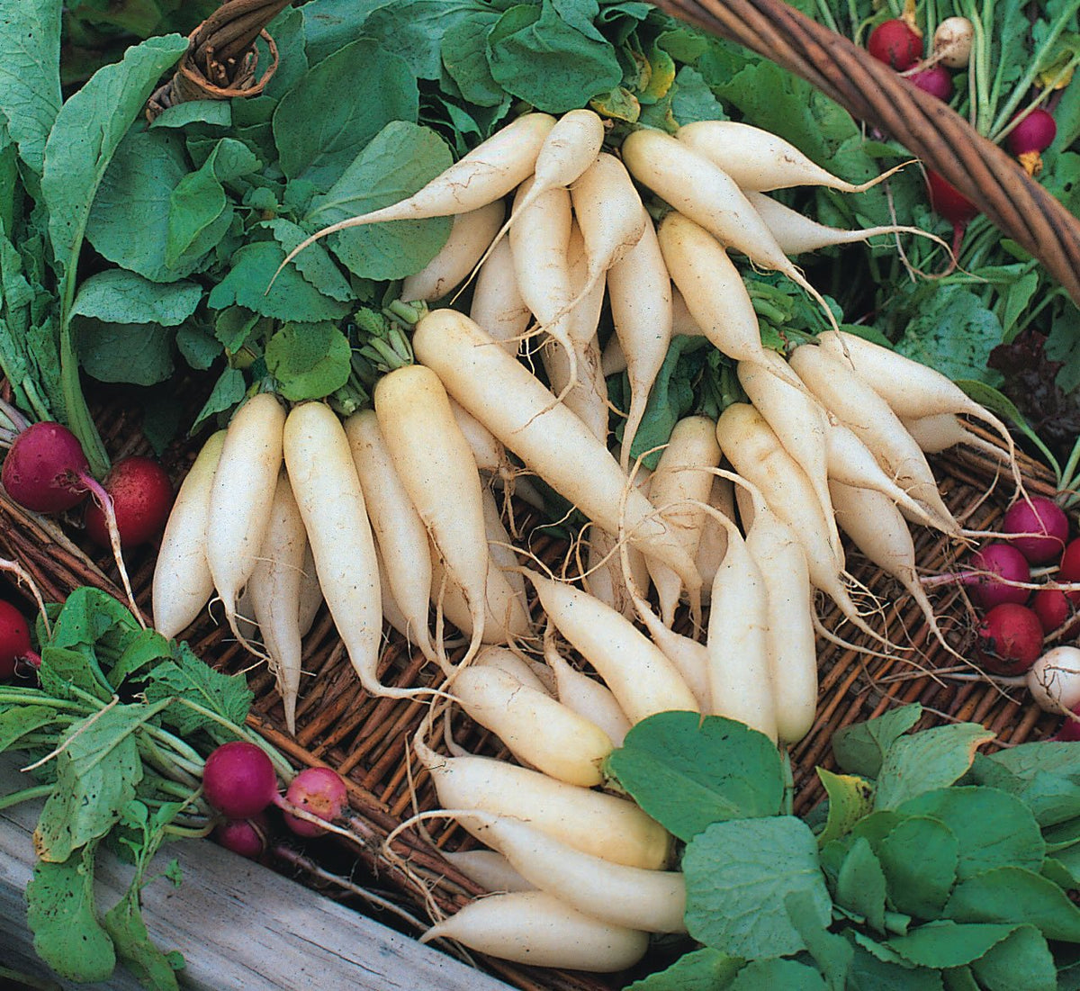 Generic 300 White Icicle radish seeds for crisp garden harvests and quick 28-day growth